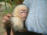 044_sleepy_monkey.jpg