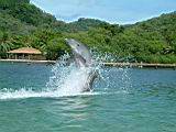 047_dolphin_stunt.jpg