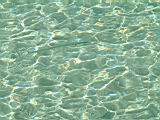 055_fish.jpg