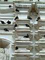 098_birds_on_church.jpg