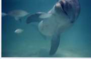 dolphin_smile_underwater.jpg